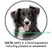 Border Collie Smile Adult T Shirt
