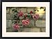 Framed Prints of Blowsy flowers of the early climbing rose from ArcticPhoto