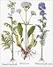 Photographic Prints of VALERIAN FLOWERS, 1613. White Jacobs Ladder (Greek Valerian), Cretan from Granger Art on Demand