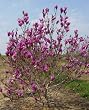Flowering Saucer Magnolia Tree "Ann" Five Gallon