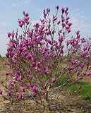 Flowering Saucer Magnolia Tree Ann Five Gallon