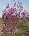 Flowering Saucer Magnolia Tree Ann Five Gallon