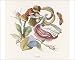 Photographic Print of FLIRTING from Mary Evans