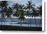 A Row Of Palm Trees Lines The Beach Canvas Print / Canvas Art - Artist Michael Melford