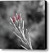 Pine Cone Flowers Canvas Print / Canvas Art - Artist Paul Causie