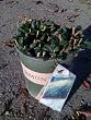 Solidago Golden Rod One Gallon Plant