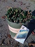 Solidago Golden Rod One Gallon Plant