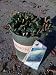 Solidago Golden Rod One Gallon Plant