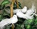 BANBERRY DESIGNS White Dove Clip-on Birds - Set of 6 Long Tail Christmas Ornaments - Real Feathers - Holiday Decorations - Weddings - Events - Crafts - 6