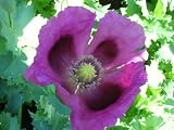 511x3PvS9RL. SL160  200 Poppy Flower Seeds. Papaver somniferum. Blue Hungarian Poppies.