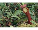 Photographic Prints of Insectivorous Pitcher plant, Borneo, Asia from Robert Harding