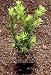 Buddhist Pine Tree - Bonsai/Houseplant - Podocarpus - 4