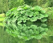 Dinosaur Gunnera - World's Largest Perennial