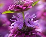 Bergamo Bee Balm - 25 Seeds - Seed Needs Envelope
