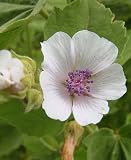Marshmellow Herbal Tea