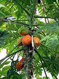 Papaya 10 Seeds/Seed - Carica papaya - Fruit