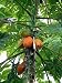 Papaya 10 Seeds