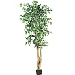 6' Ficus Silk Tree