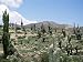Cardones Growing in the Altiplano Desert Near Tilcara, Jujuy, Argentina, South America Photographic Poster Print by Lousie Murray, 24x18