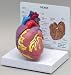 Internal Organ Model Set of 4 Heart, Lung, Kidney and Liver.