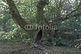 Wallmonkeys Peel and Stick Wall Decals - Hollow Tree - 48
