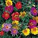 Single Portulaca Blend - 30+ Seeds - Seed Needs Envelope