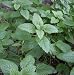 LEMON BEE BALM 100 SEEDS