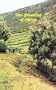 The Greening of Africa. Breaking Through in the Battle for Land and Food