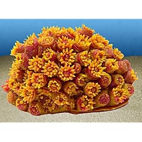 Nature's Image Artificial Corals: Sun Polyp Tubastria by 