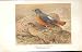 Pied Rock Thrush Lilford Birds 1885-97 By J G Keulemans