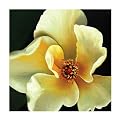 Carol 1023 Original Hand-Painted Oil on Canvas by Carl Sebastian- 32x32"