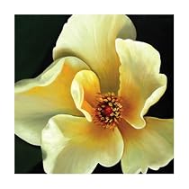 Carol 1023 Original Hand-Painted Oil on Canvas by Carl Sebastian - 32x32"
