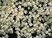 Close-Up of the Flowers of Black Elderberries (Sambucus Nigra) Photographic Poster Print by S. Montanari, 18x24