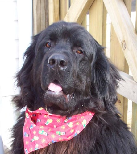 dog training review