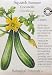 Summer Squash Cocozelle Certified Organic Heirloom Seeds 10 Seeds