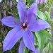 Blue Ravine Clematis 20 seeds