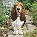 Basset Hounds 2010 Square Wall (Multilingual Edition)