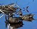 Blue-winged Teal Pair