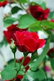 Climbing Blaze Rose - Scarlet-Red Double Flowers - Potted