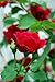 Climbing Blaze Rose - Scarlet-Red Double Flowers - 4