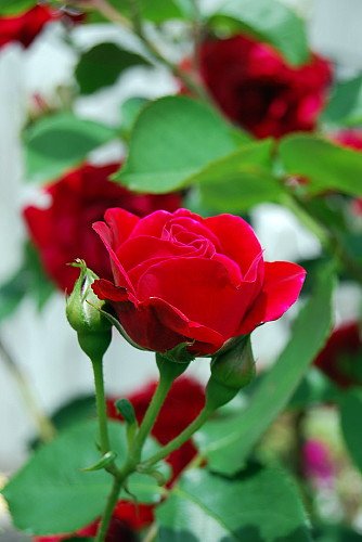 Climbing Blaze Rose - Scarlet-Red Double Flowers - 4