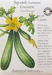 Summer Squash Cocozelle Certified Organic Heirloom Seeds 10 Seeds