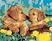 Spielwaren : Ravensburger 29136 - Malen nach Zahlen, Hundekuss, 24x18 cm