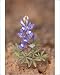 Photographic Prints of Dwarf lupine (small lupine) (rusty lupine) (Lupinus pusillus), The Needles from Robert Harding