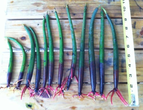 20 Red Mangrove Propagules