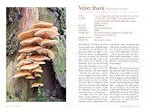 picture of Mushrooms: River Cottage Handbook No.1