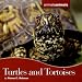 Turtles and Tortoises (Animals, Animals)