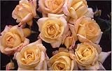 Review World of Roses  / With Love