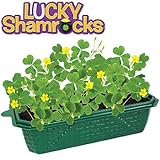 Plant Germination Kits Lucky Shamrock Indoor Windowsill Terrarium
