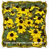 Brown-Eyed Susan (Rudbeckia triloba) Jumbo Wildflower Seed Packet - 2000 Seeds